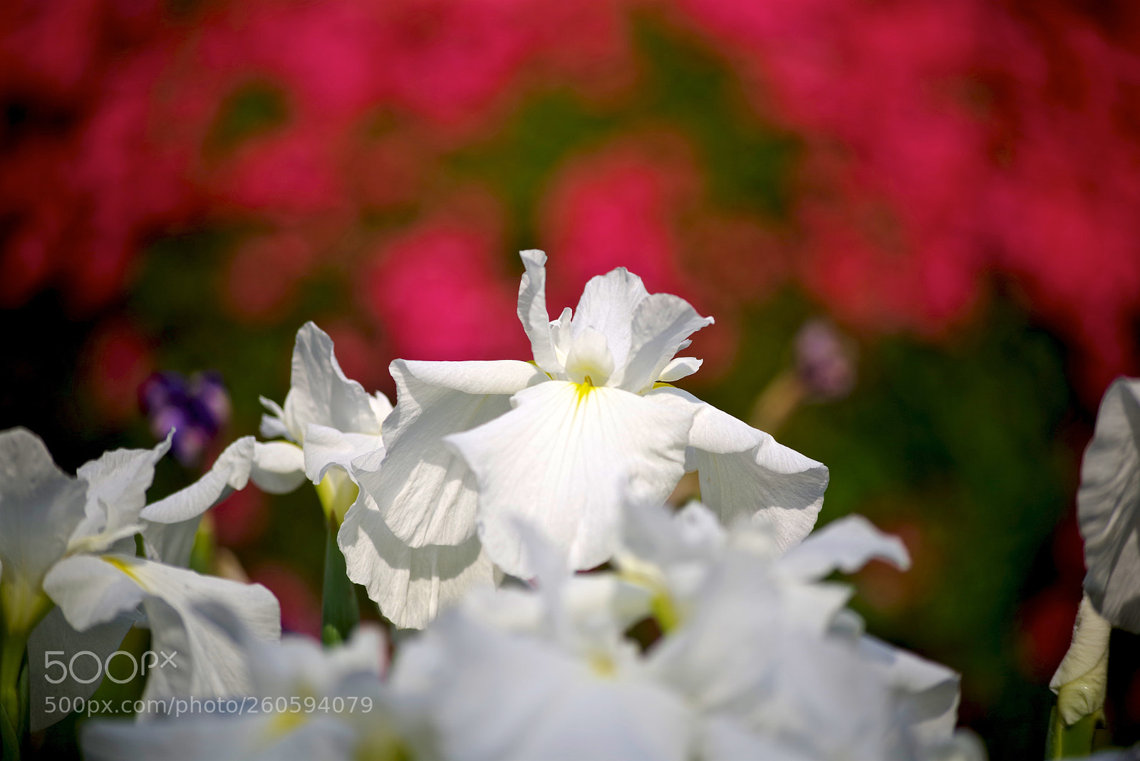 Pentax K-1 sample photo. Red back ground photography