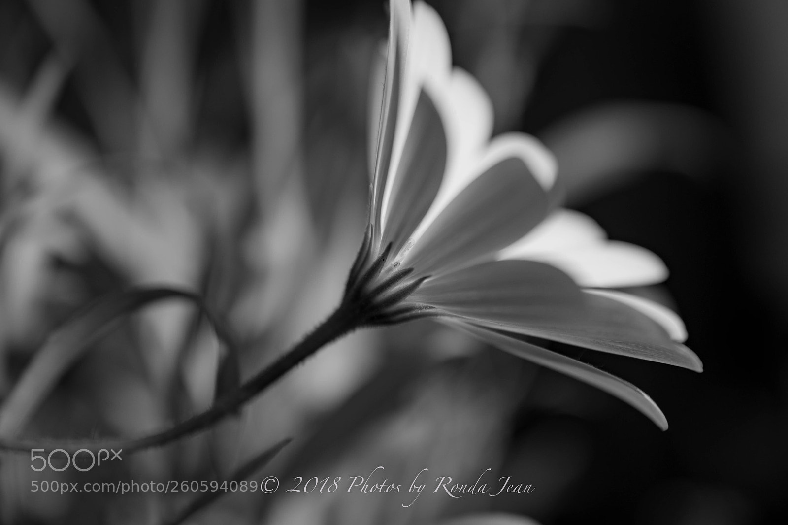 Nikon D500 sample photo. Untitled photography