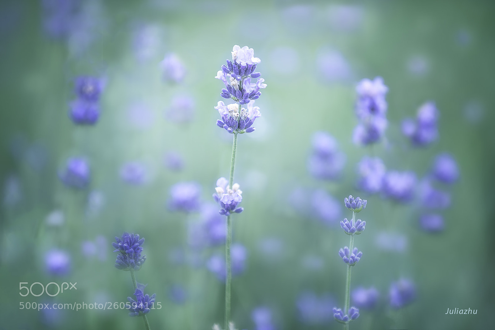 Canon EOS 5D Mark IV sample photo. Flower photography