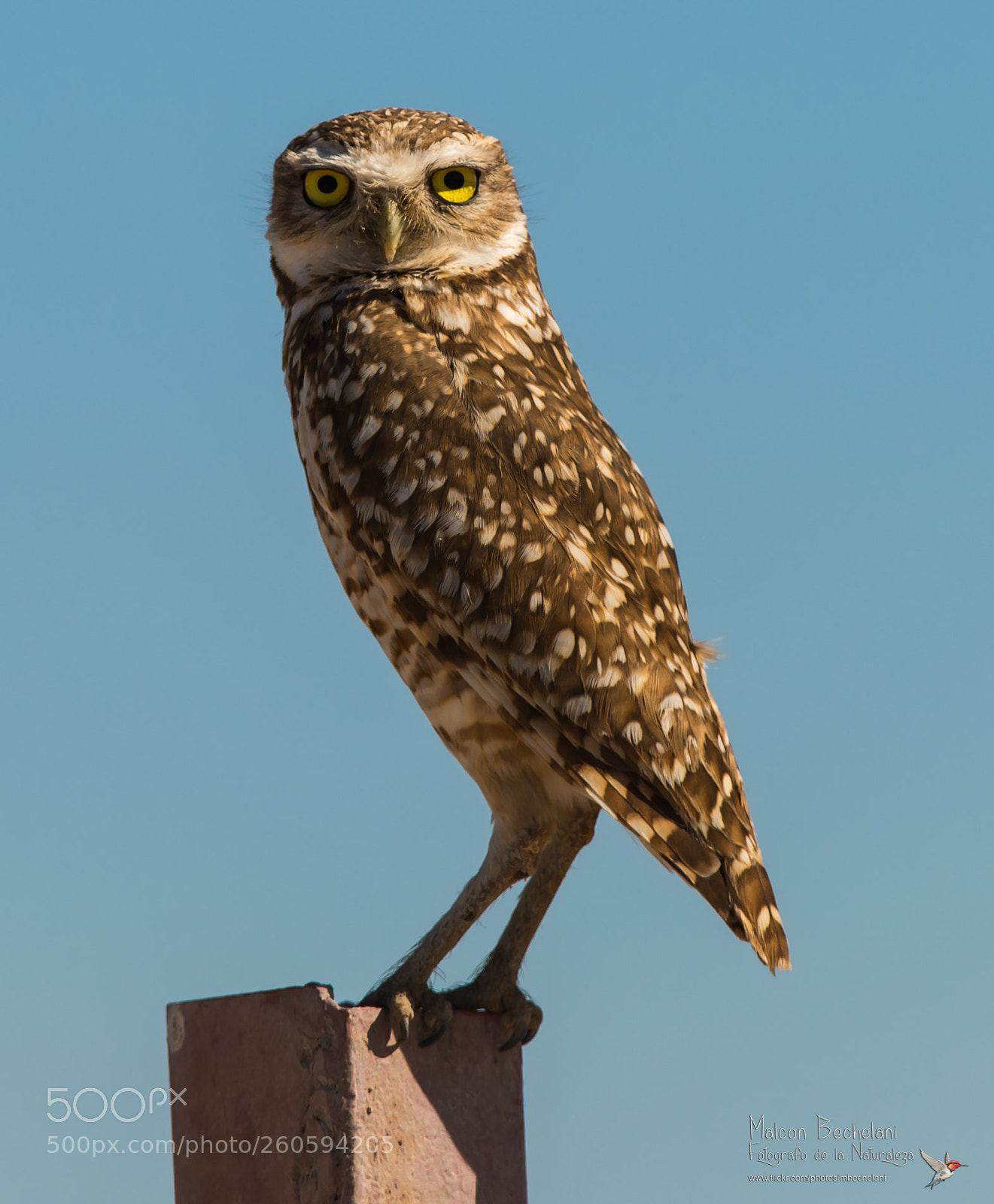 Nikon D810 sample photo. Mbs photography