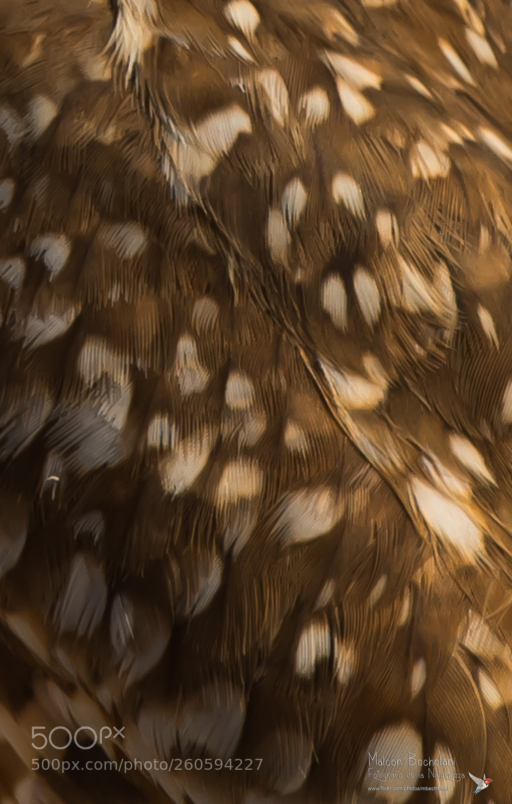 Nikon D810 sample photo. _mbs3354-2.jpg photography