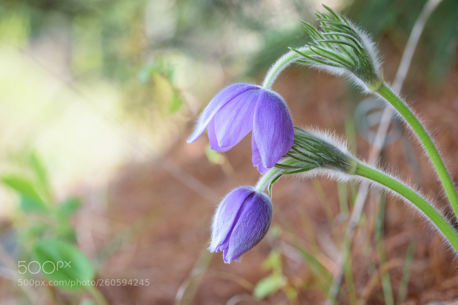 Nikon D3300 sample photo. Flowers of springtime photography