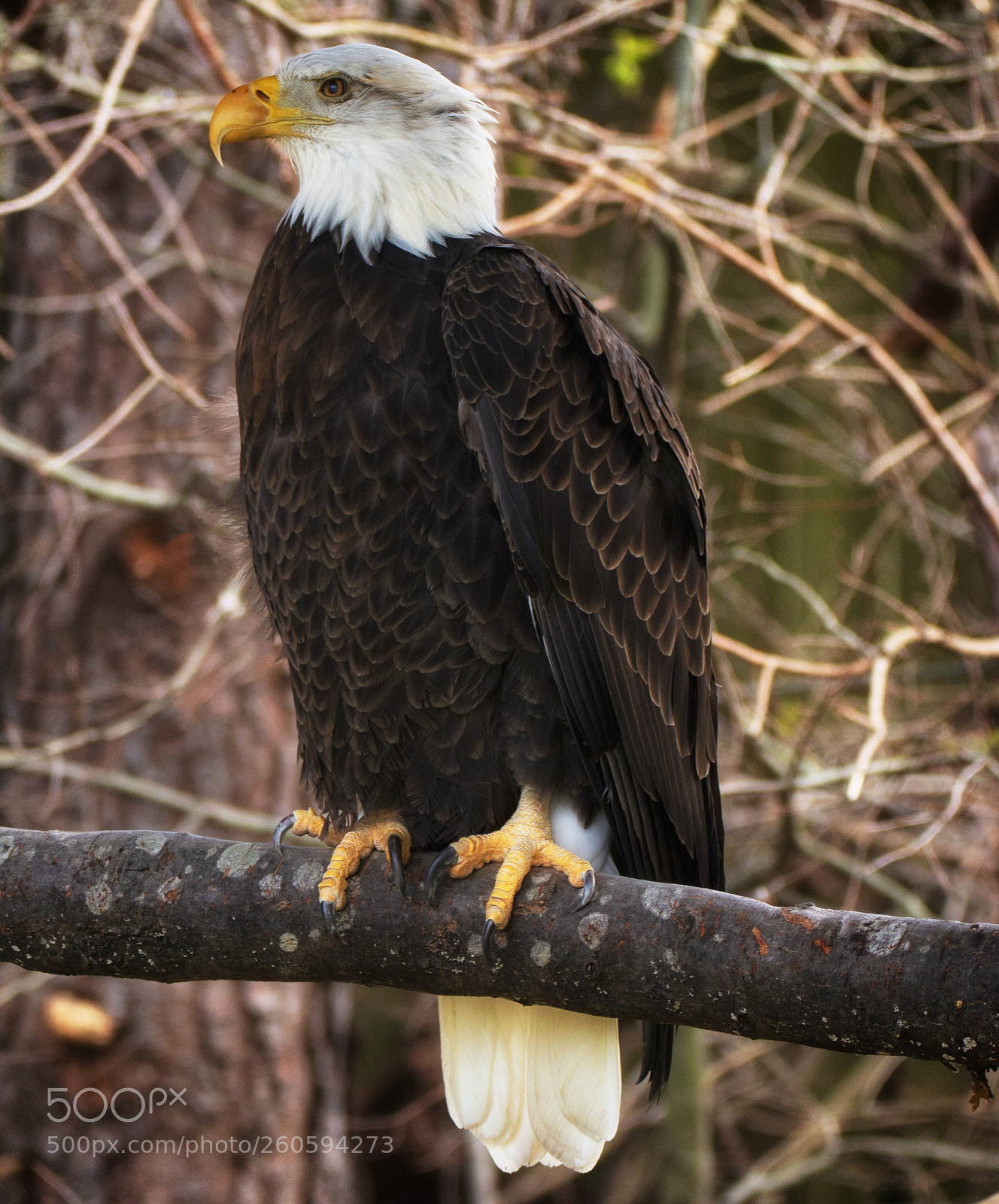 Canon EOS 70D sample photo. American bald eagle photography