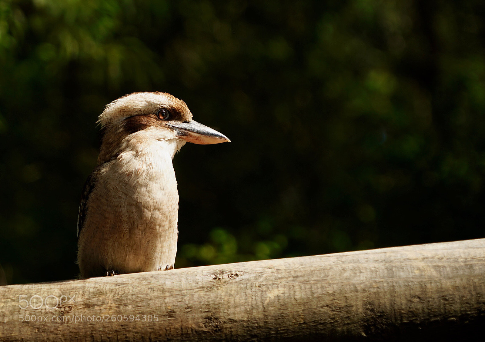 Sony a9 sample photo. Kukaburra photography