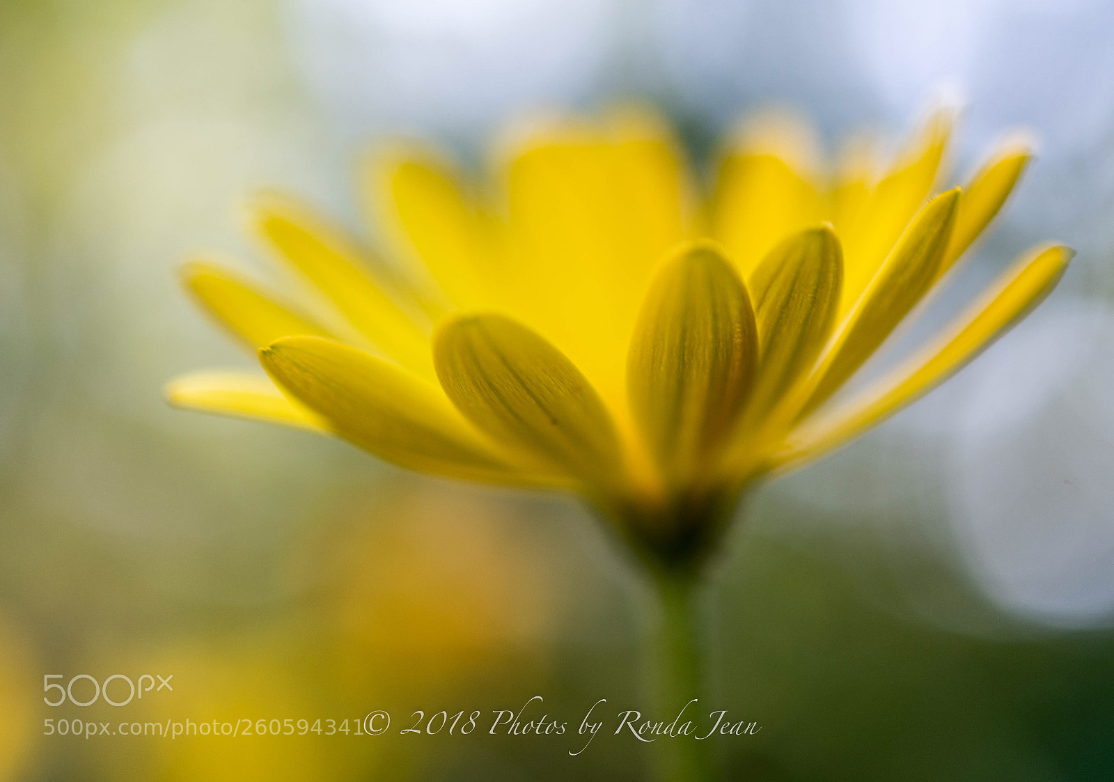Nikon D500 sample photo. Untitled photography