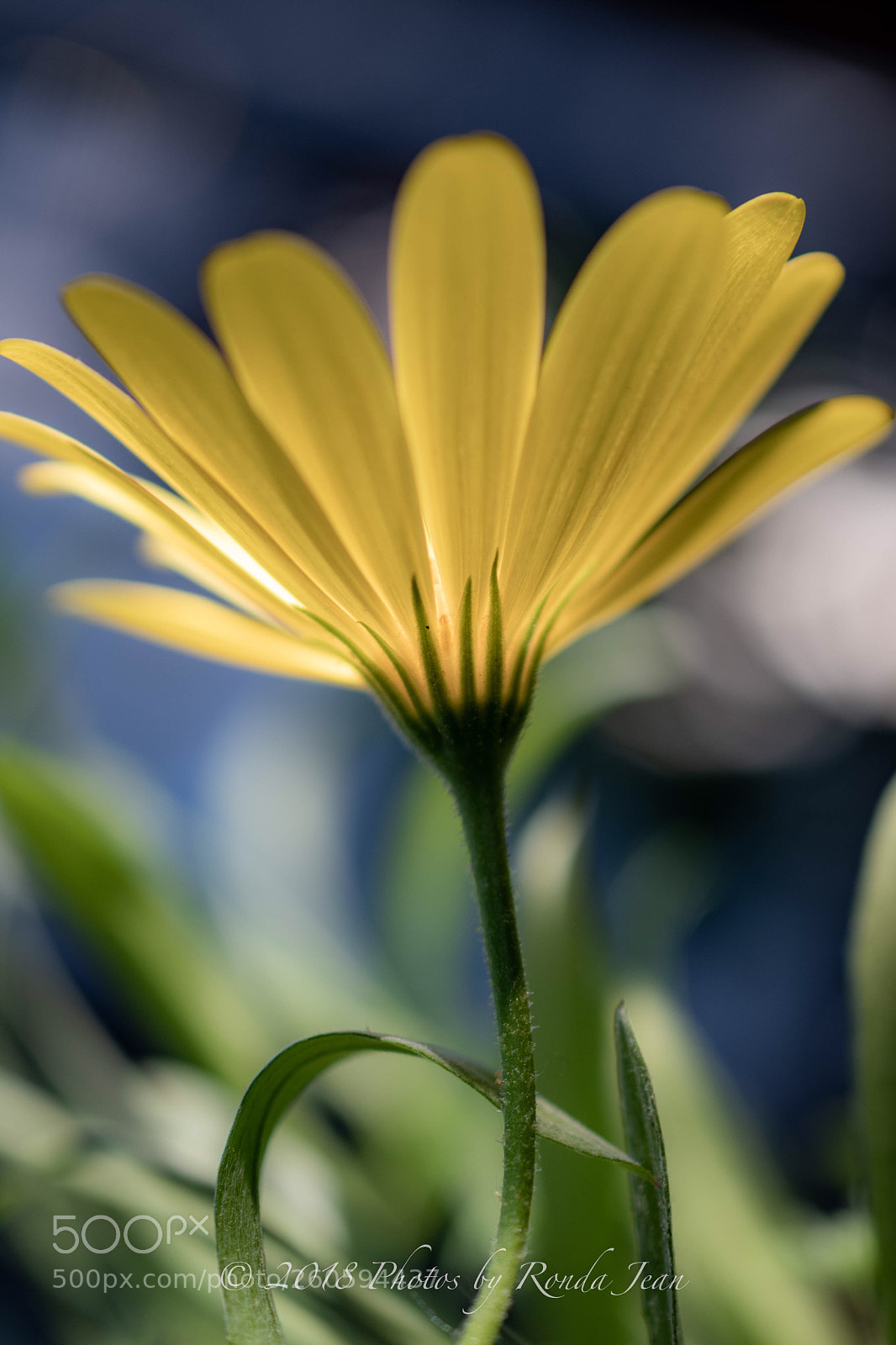 Nikon D500 sample photo. Untitled photography