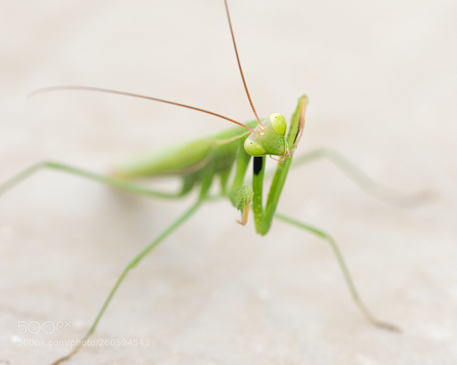 Nikon D7200 sample photo. Grasshopper  photography