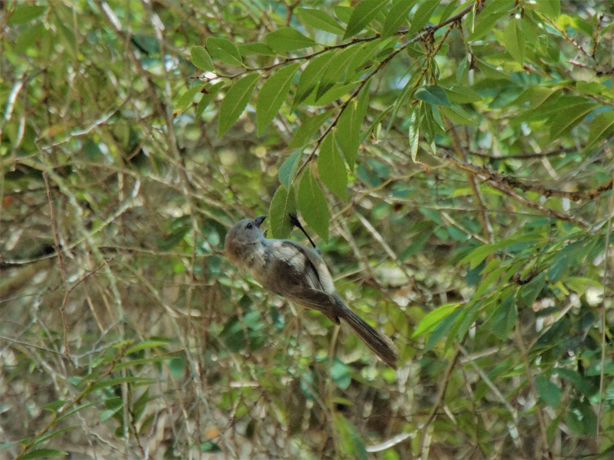 Fujifilm FinePix S9900W S9950W sample photo. Finch forager photography