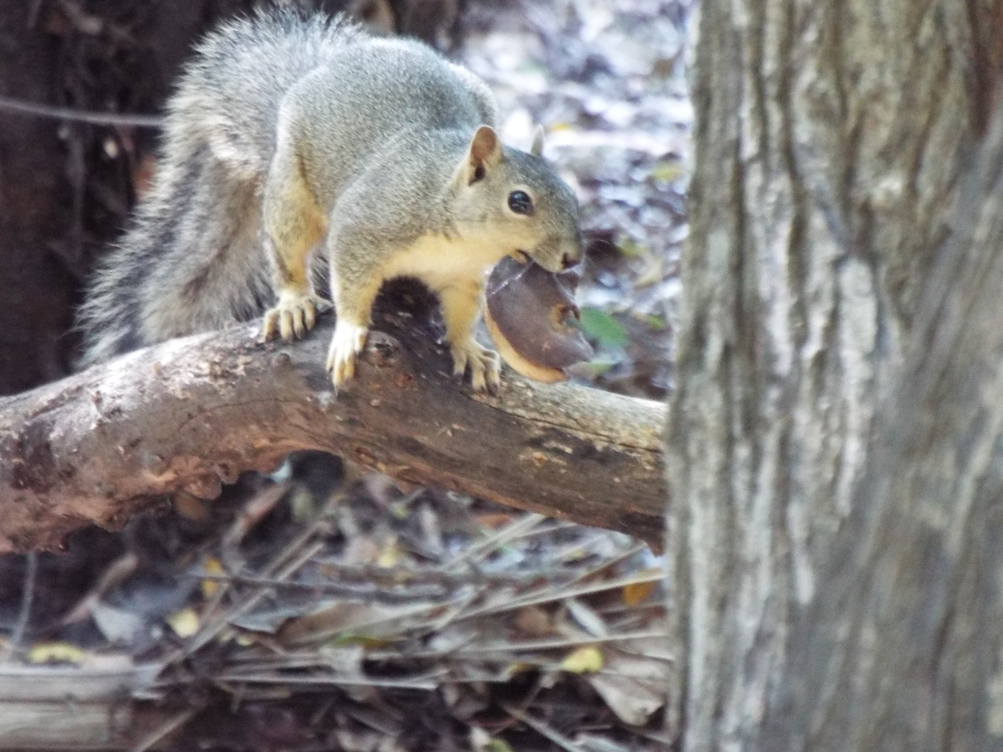 Fujifilm FinePix S9900W S9950W sample photo. Acorn in mouth photography