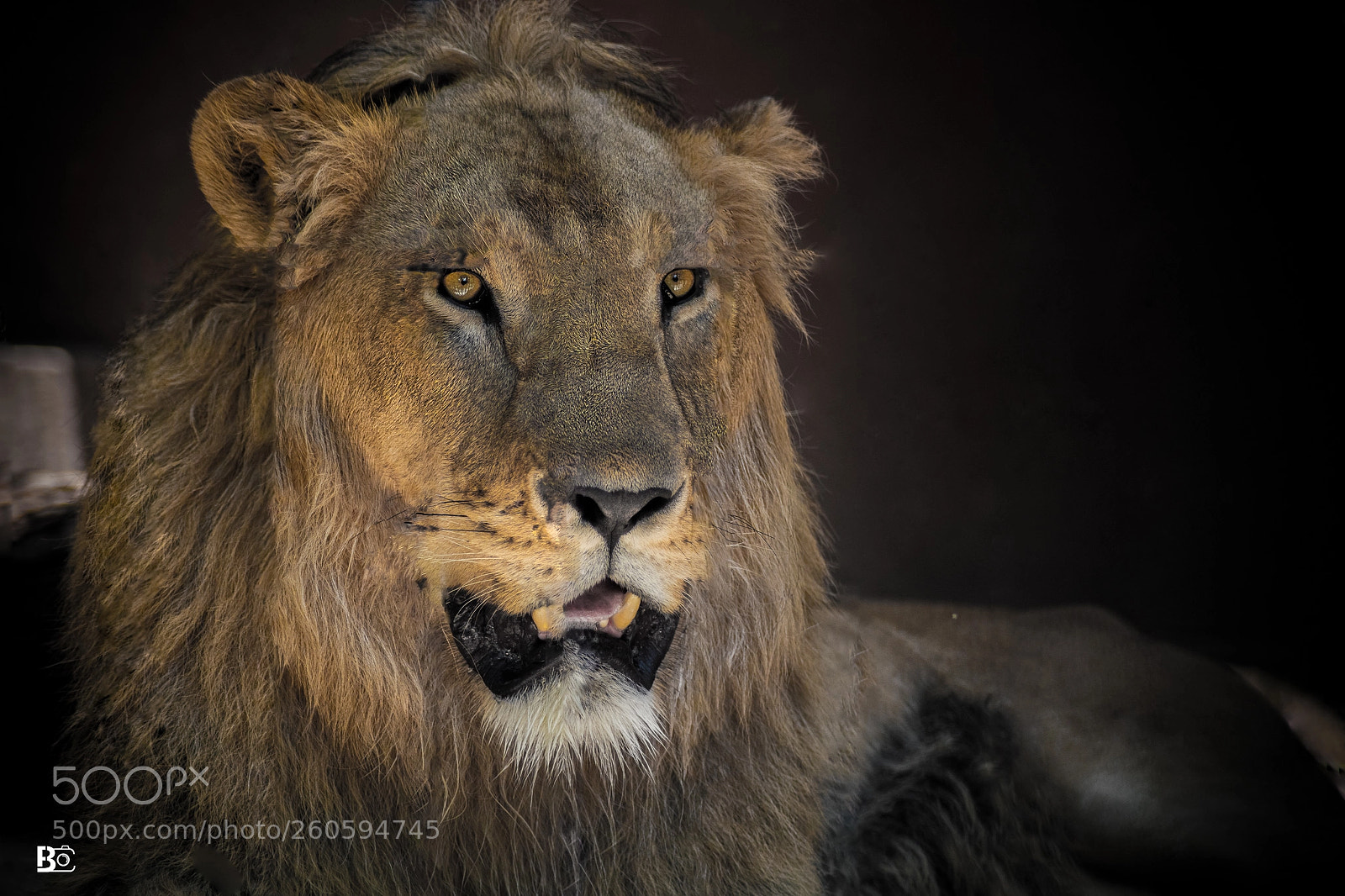 Canon EOS 5D Mark IV sample photo. Lion of giza zoo photography