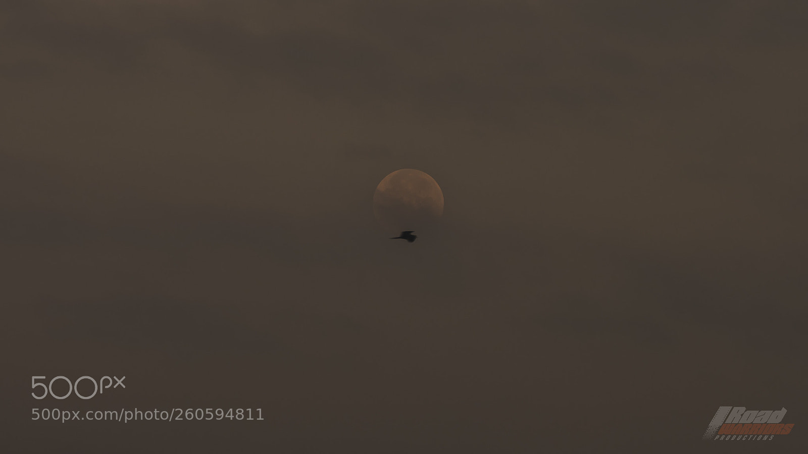 Sony a7R II sample photo. Bird and the moon photography
