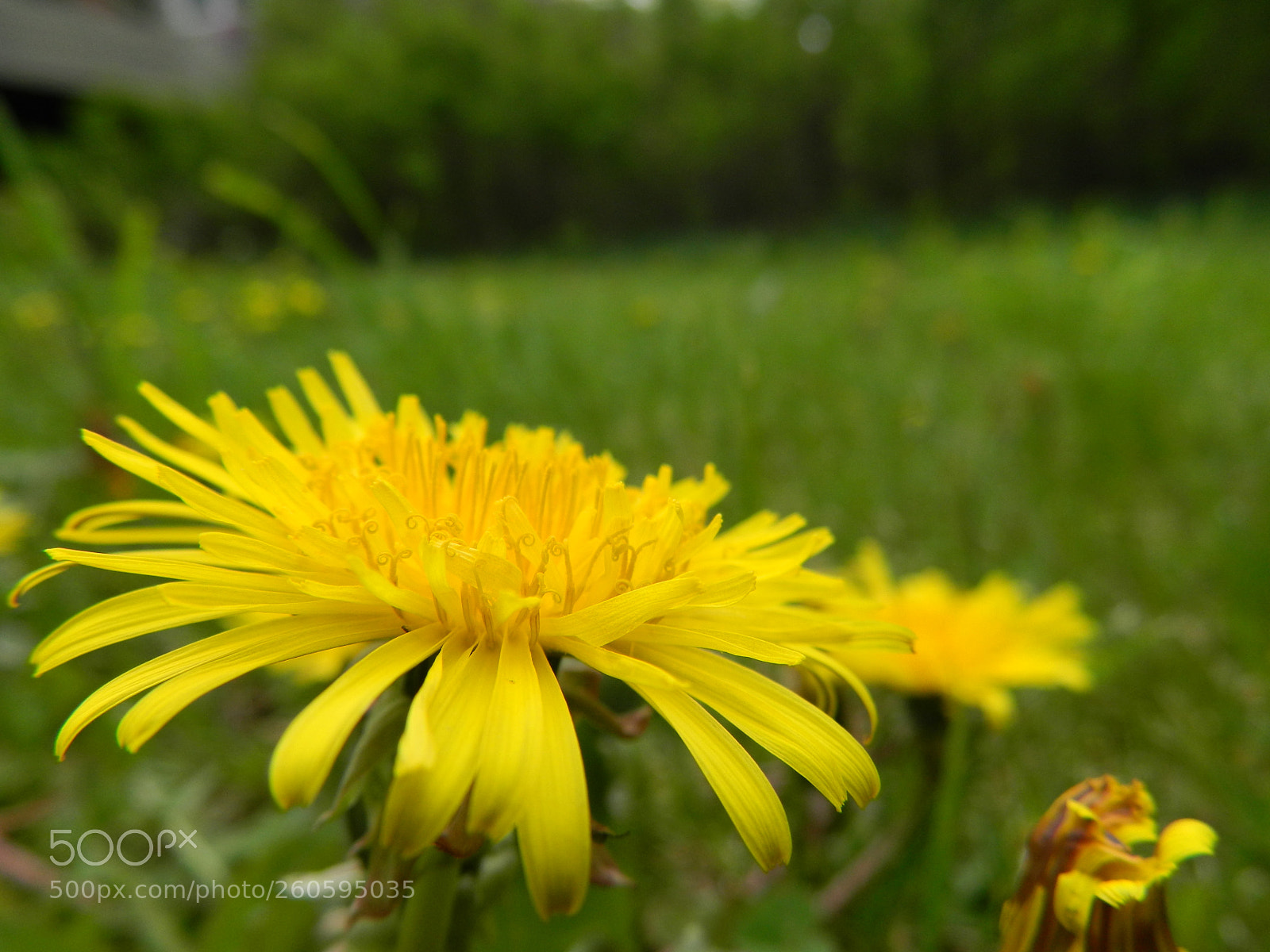 Nikon Coolpix L120 sample photo. Dandelion photography