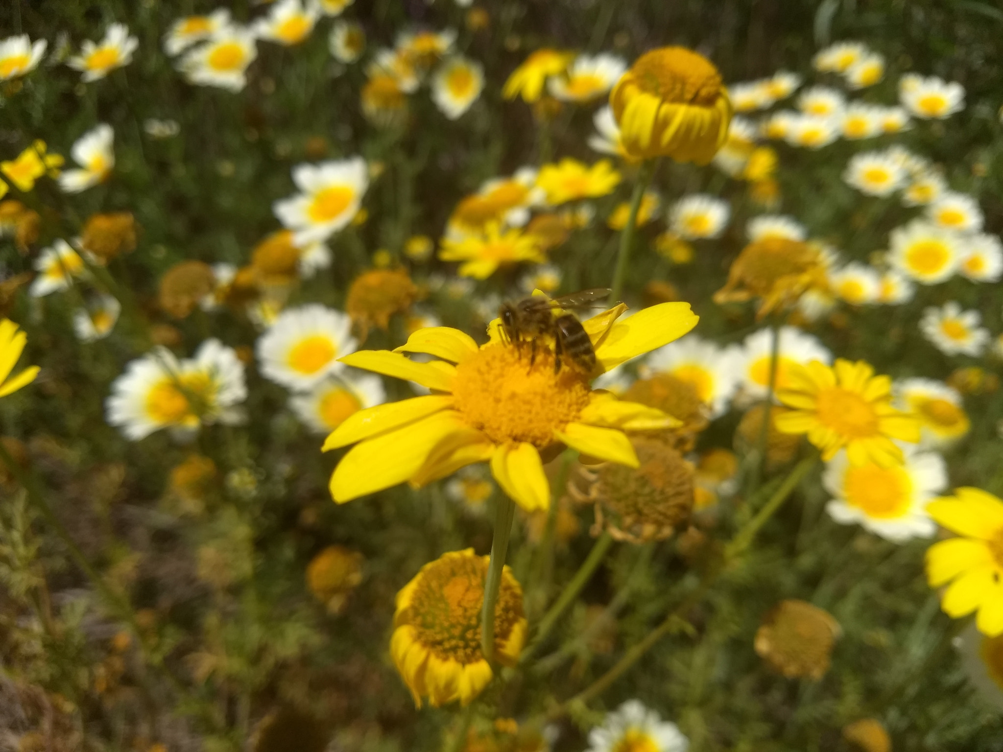 Motorola Moto G (5) Plus sample photo. Look at the be working photography