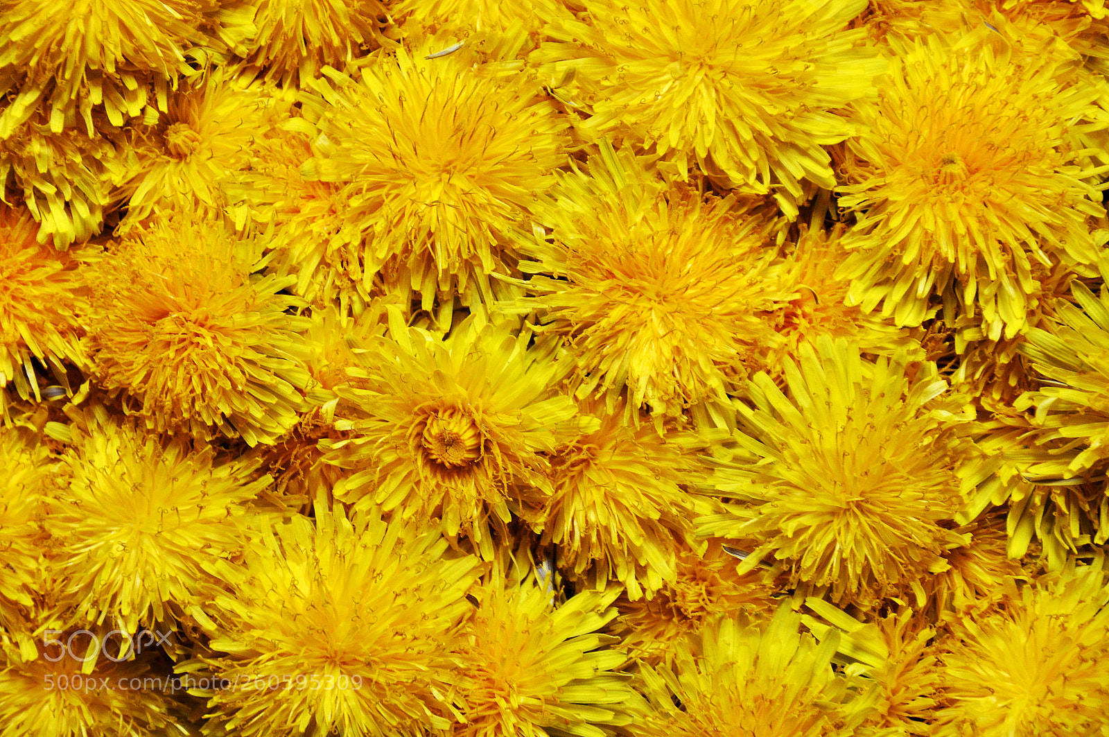 Nikon D90 sample photo. Background with dandelion flowers photography