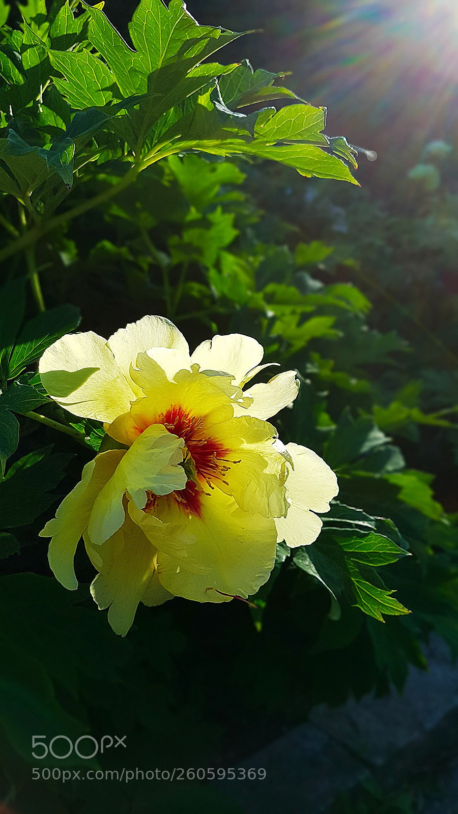 Samsung Galaxy S7 Edge sample photo. 黄牡丹 photography