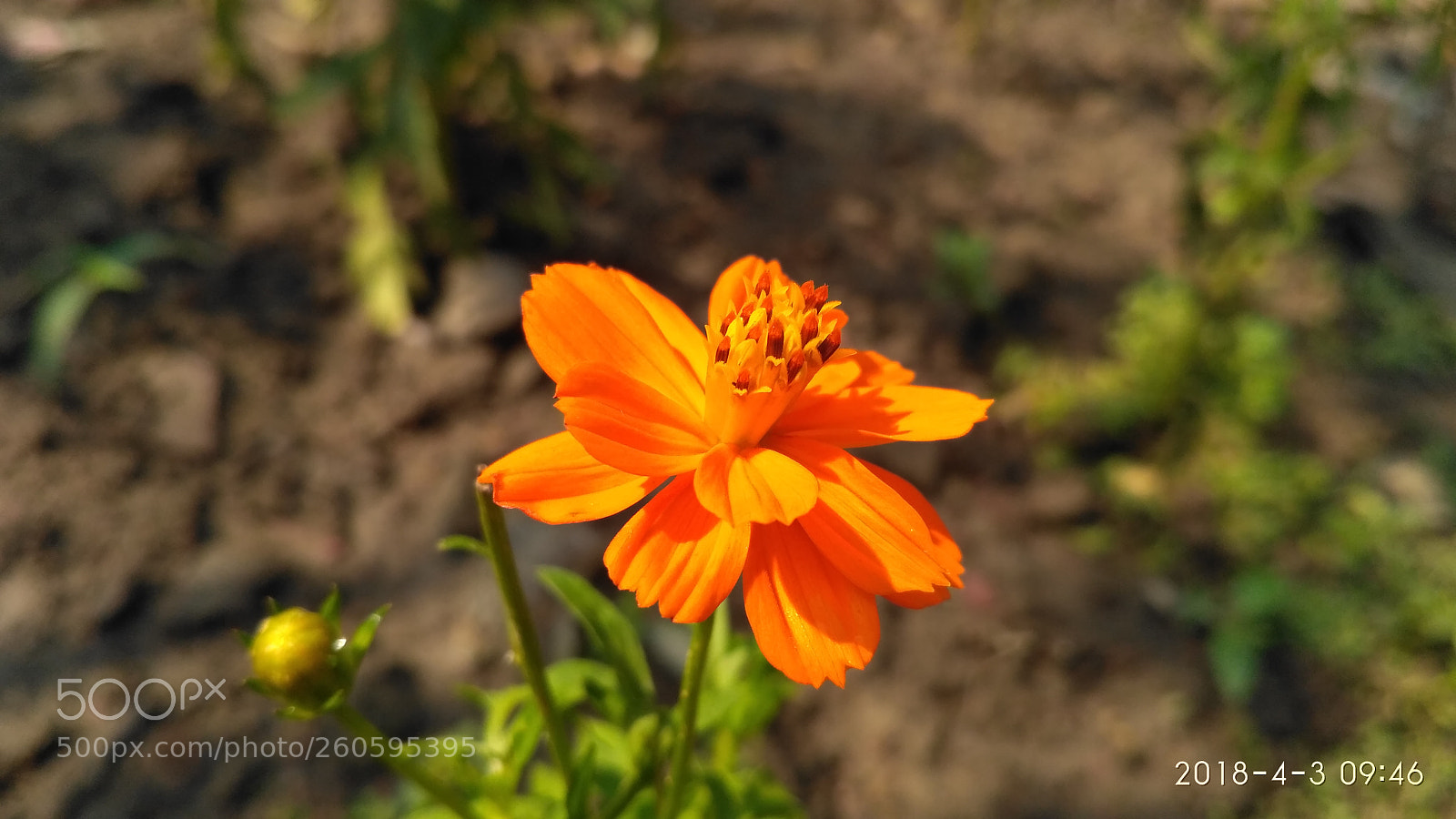 Xiaomi Redmi 3S sample photo. Img_20180403_094638.jpg photography
