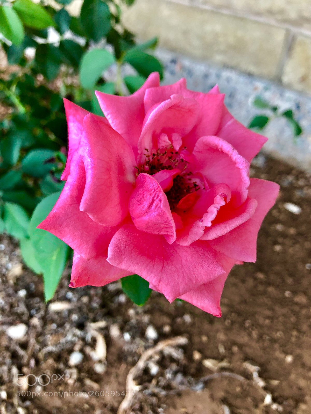Apple iPhone 8 Plus sample photo. Pink petals photography
