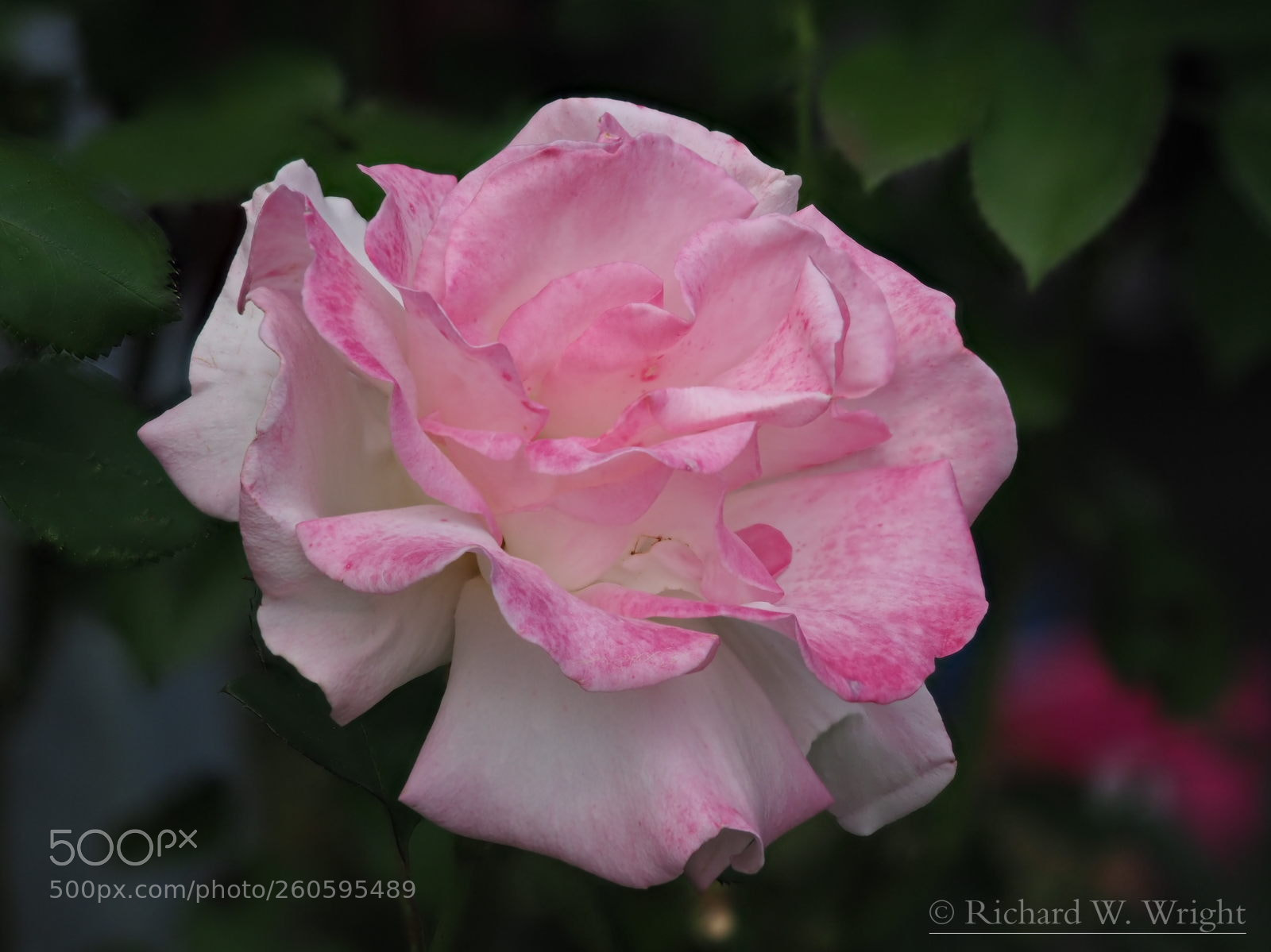 Olympus OM-D E-M1 Mark II sample photo. Promise photography