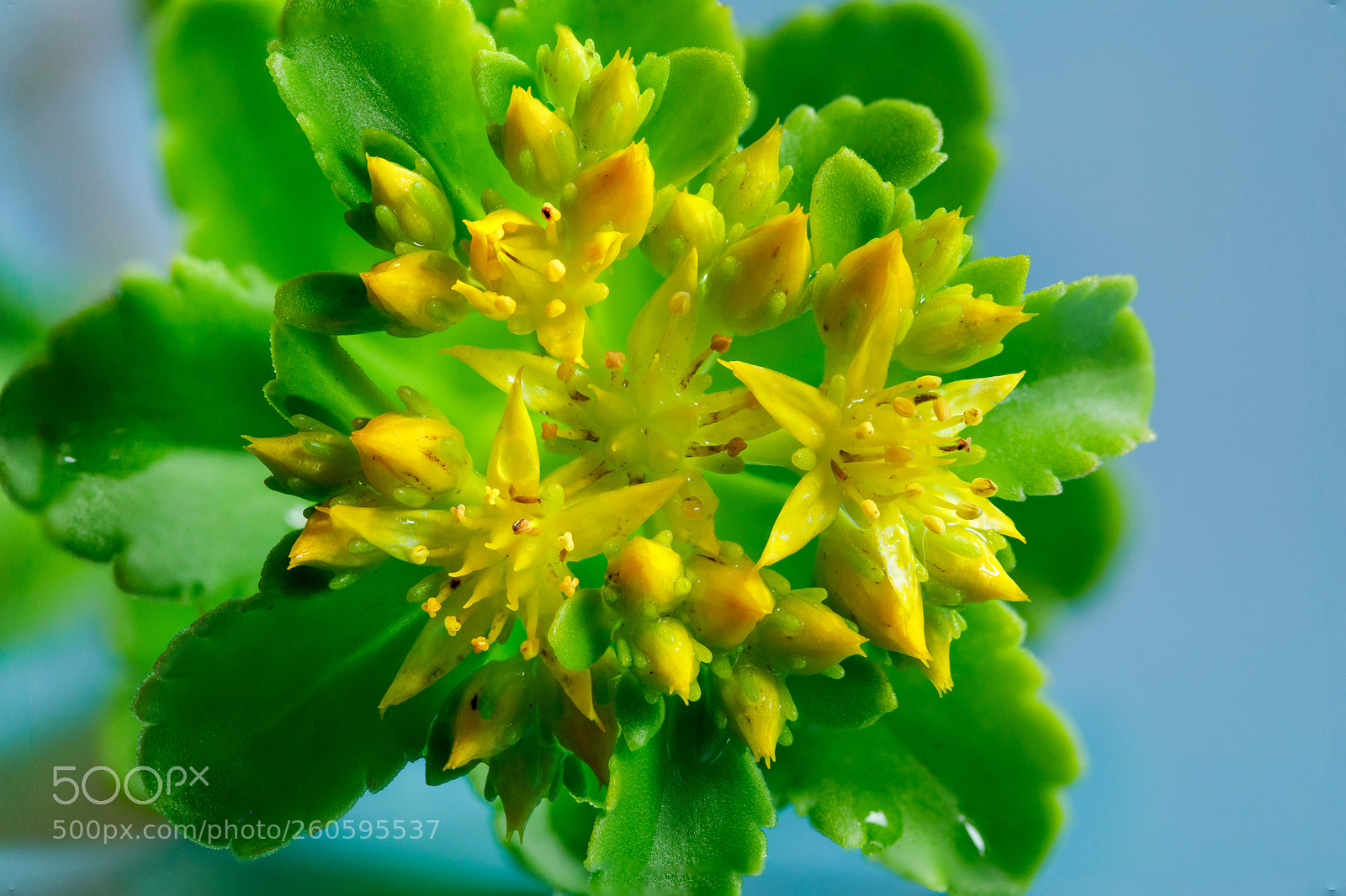 Canon EOS 5D Mark IV sample photo. Sedum  after rain photography