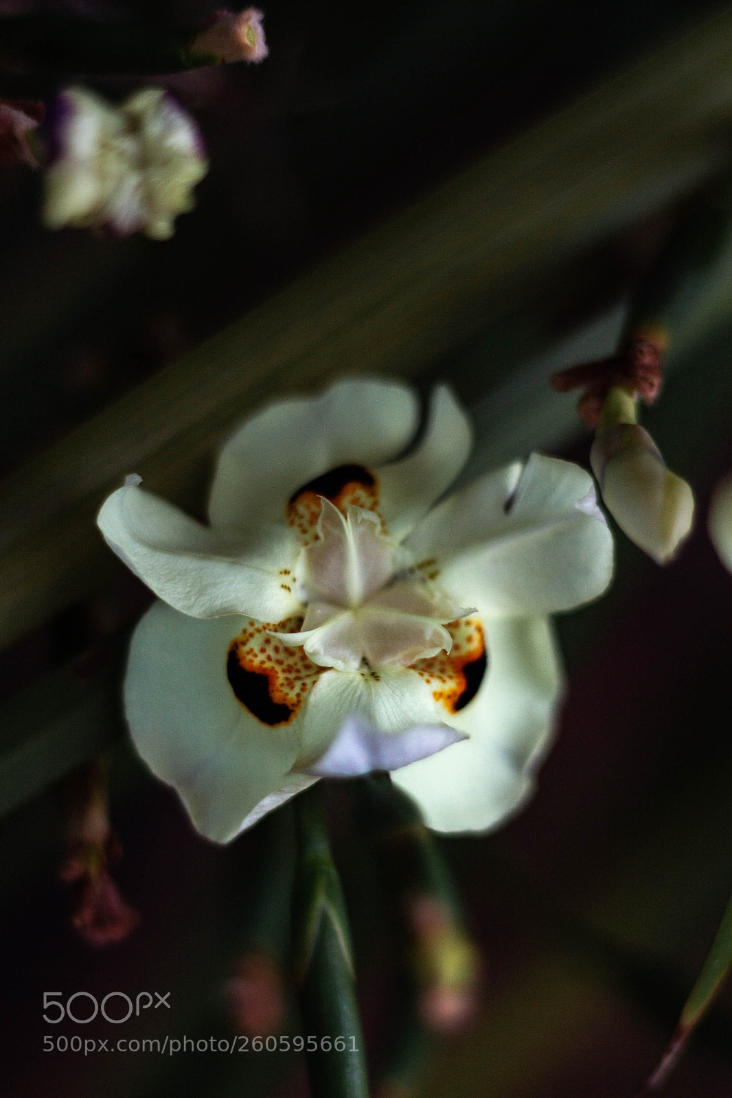 Canon EOS 1100D (EOS Rebel T3 / EOS Kiss X50) sample photo. "tiger flower" photography