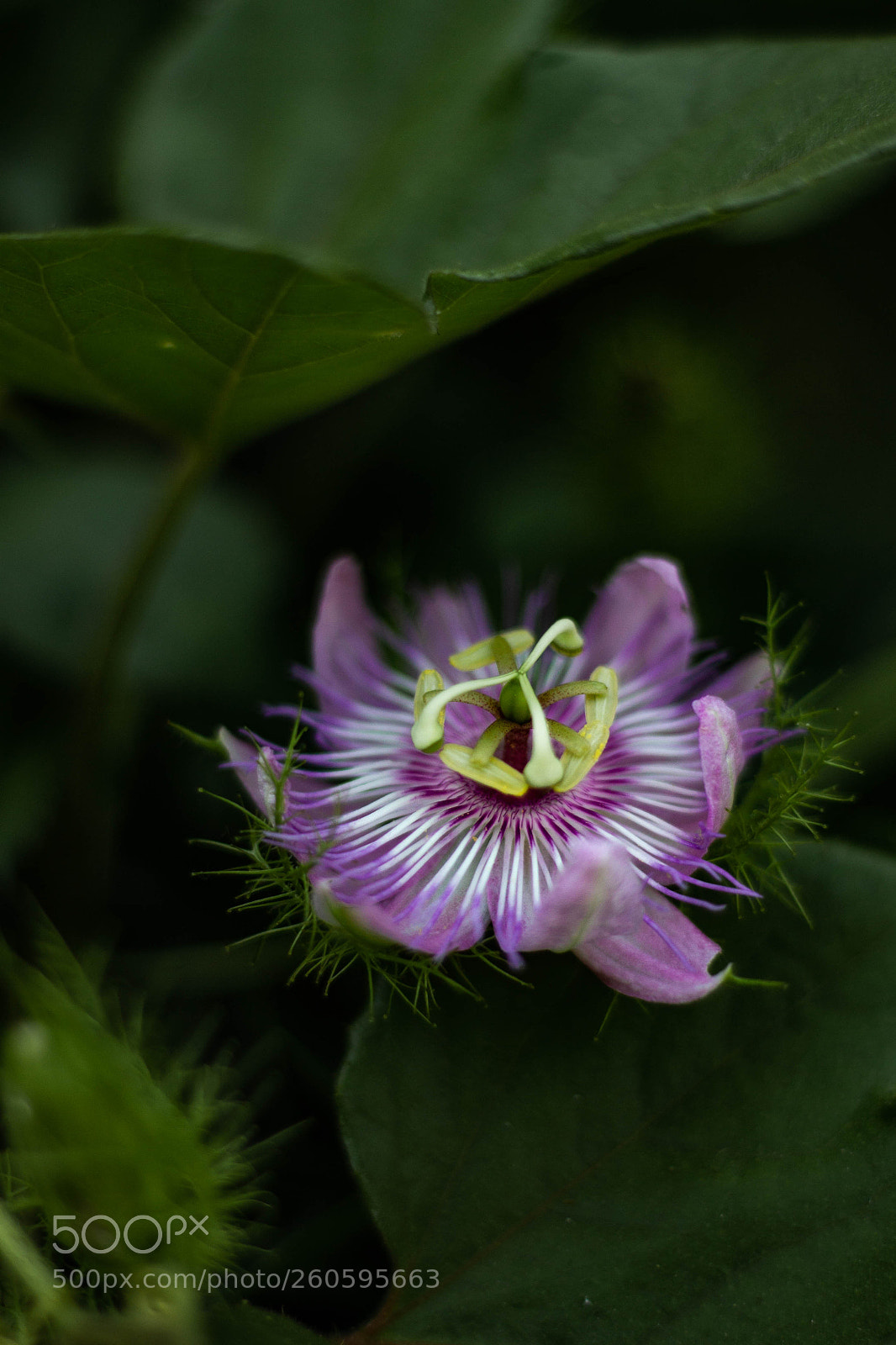 Canon EOS 1100D (EOS Rebel T3 / EOS Kiss X50) sample photo. Passiflora incarnata photography