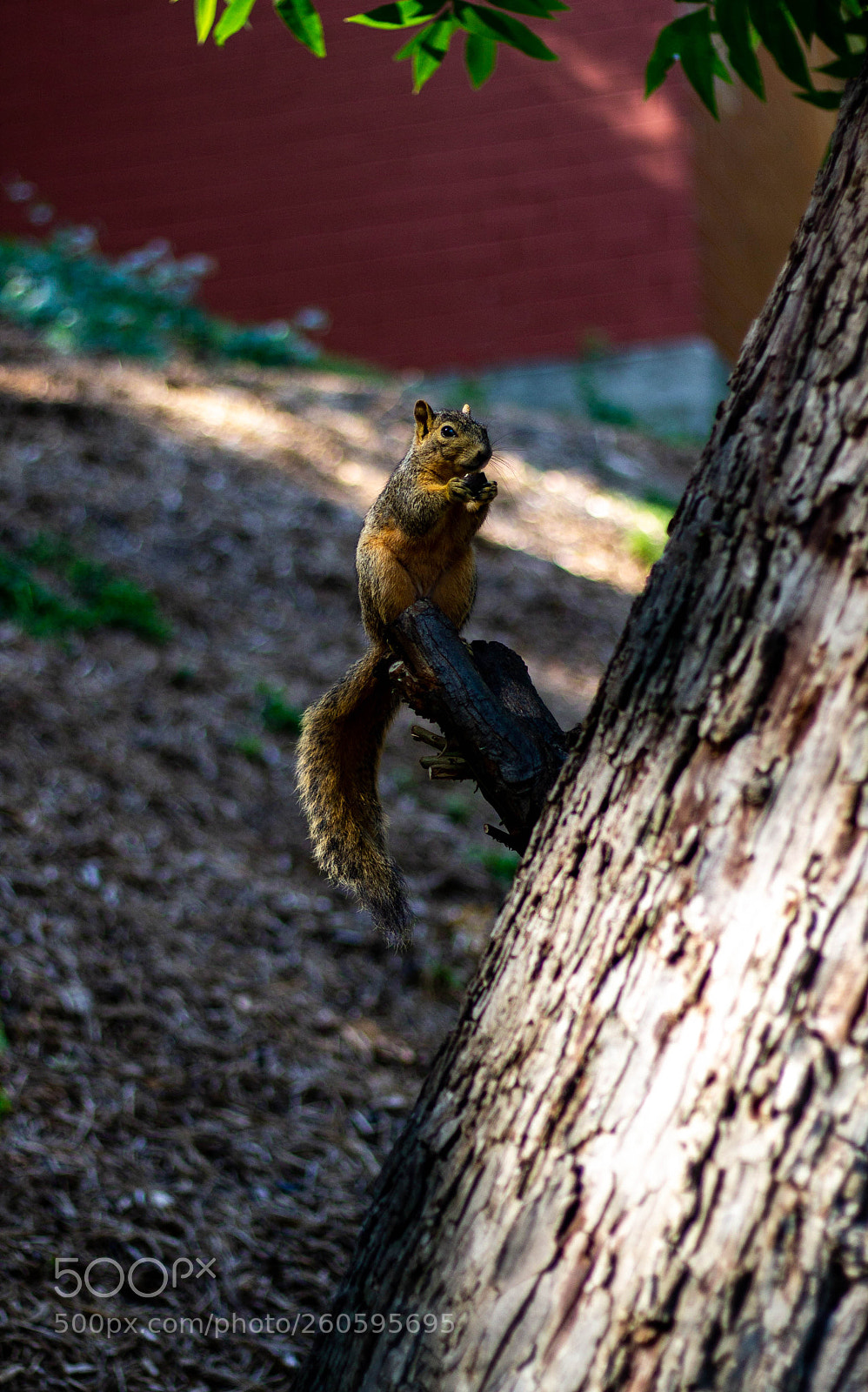 Canon EOS 1100D (EOS Rebel T3 / EOS Kiss X50) sample photo. Critter friend photography