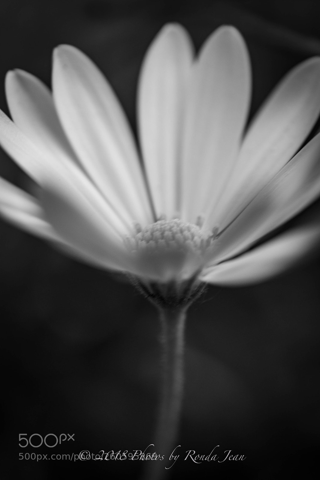 Nikon D500 sample photo. Untitled photography