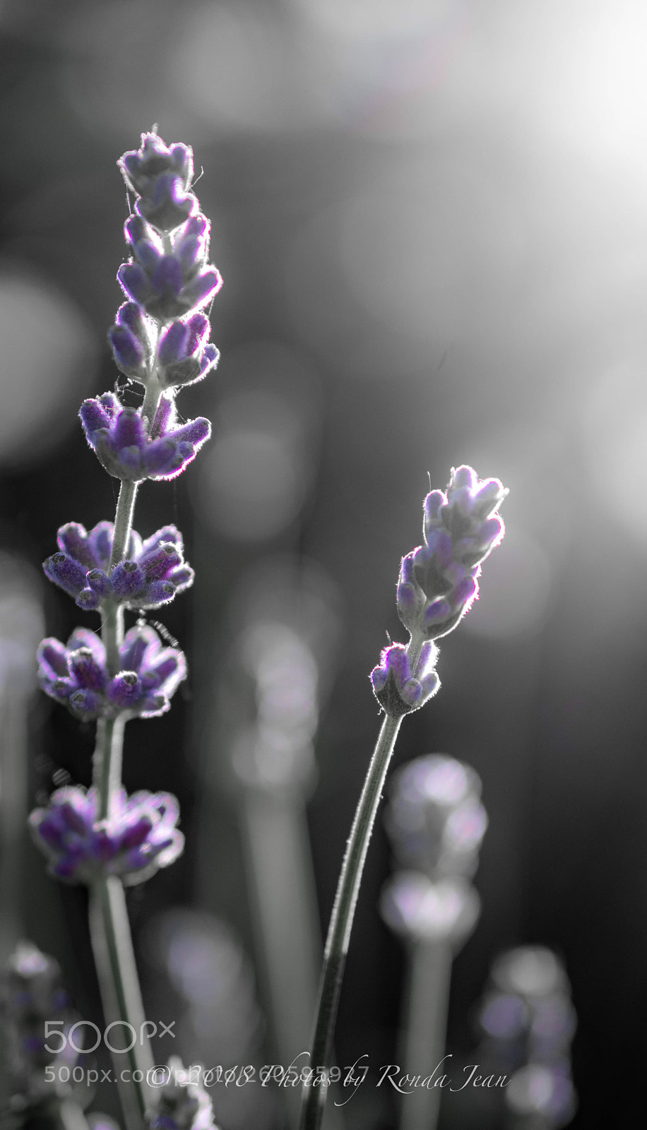 Nikon D500 sample photo. Untitled photography