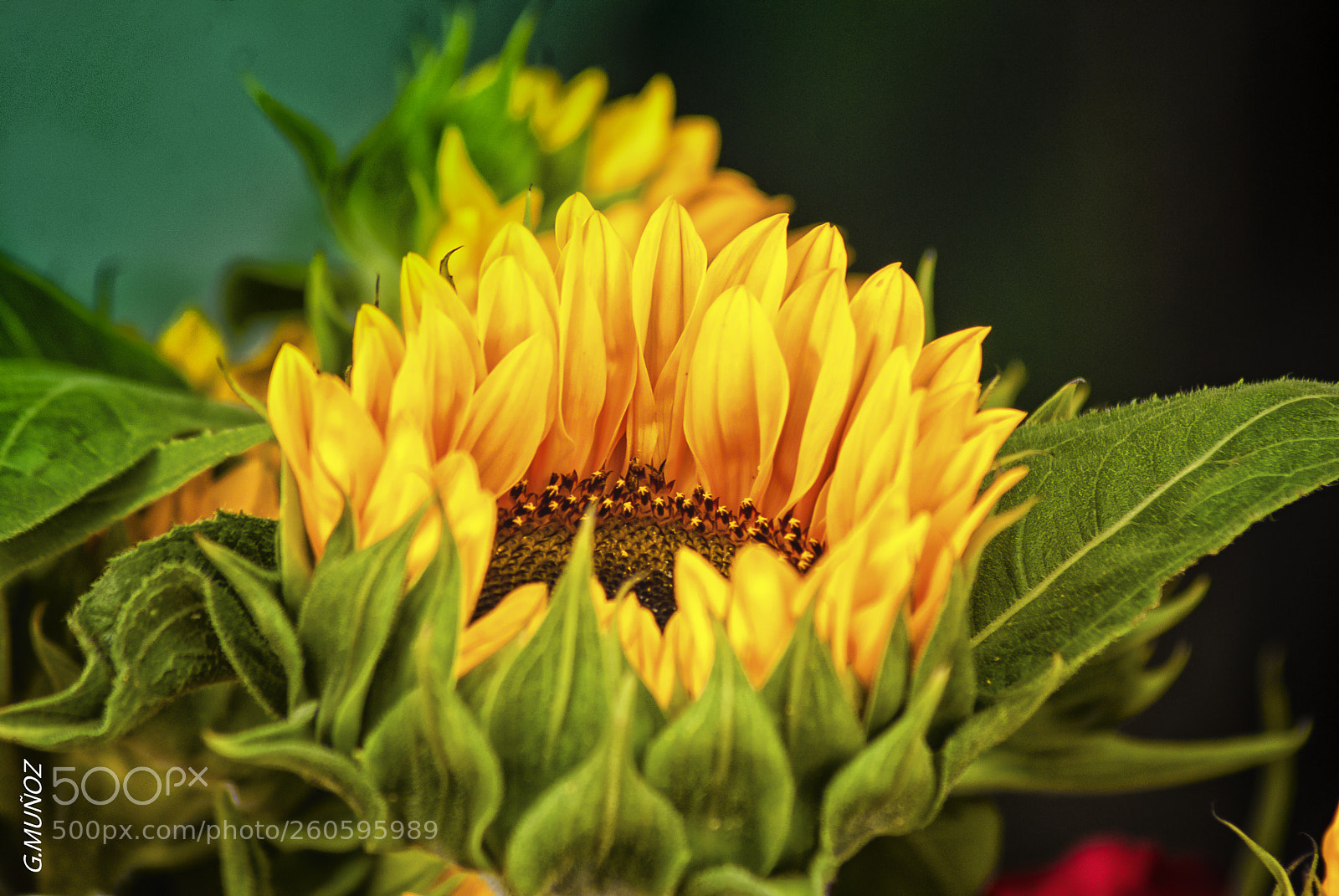 Nikon D3000 sample photo. Girasol photography