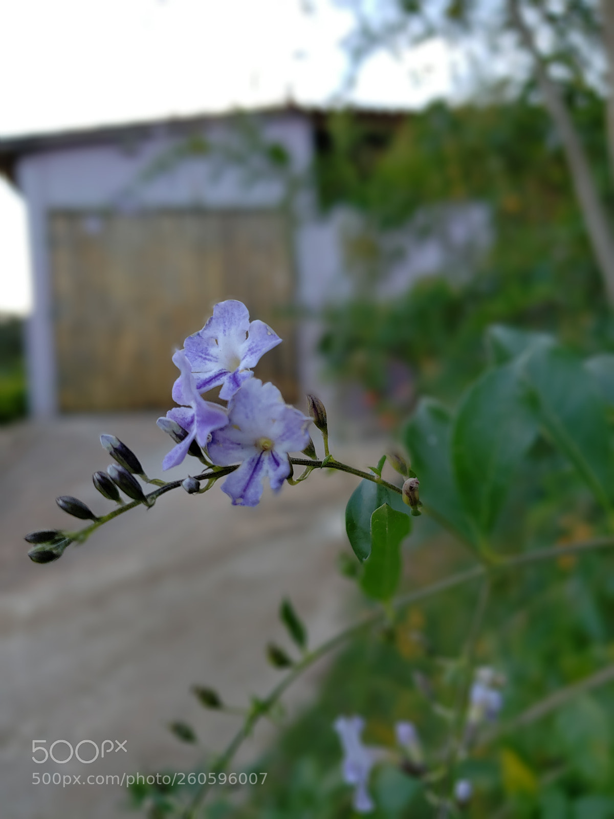 Samsung Galaxy S9 sample photo. Untitled photography