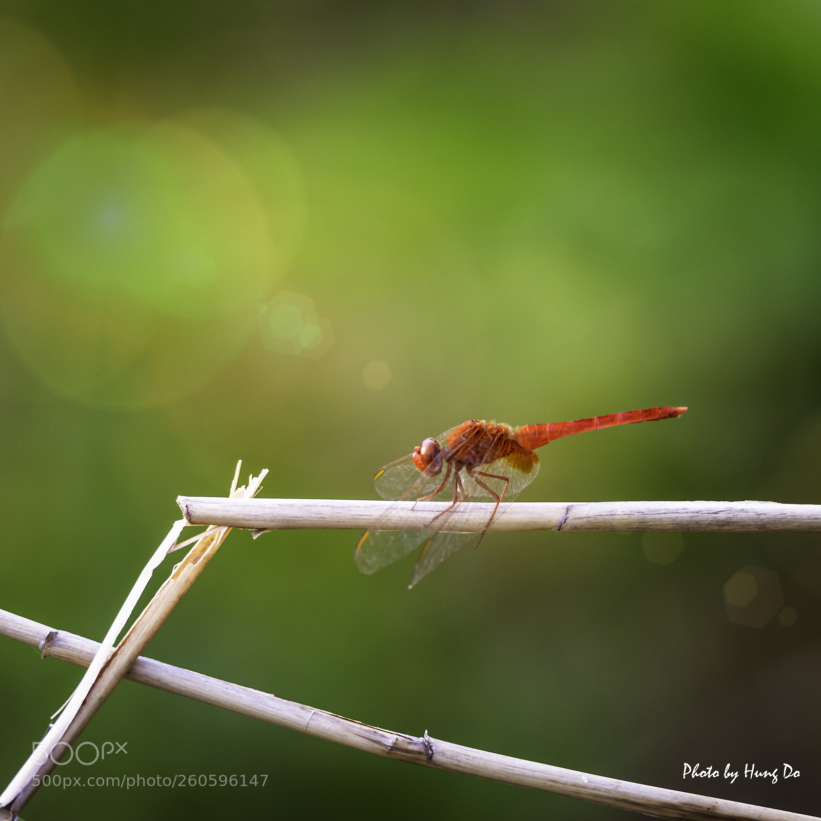 Canon EOS 6D sample photo. Red dragonfly photography