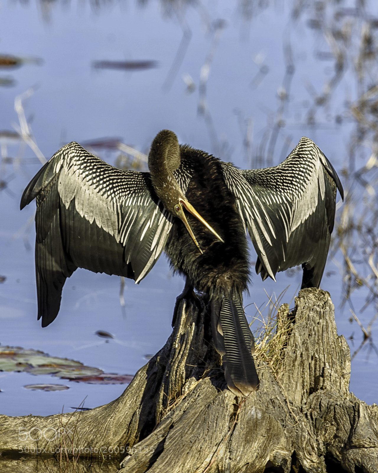 Nikon D810 sample photo. Anhinga photography