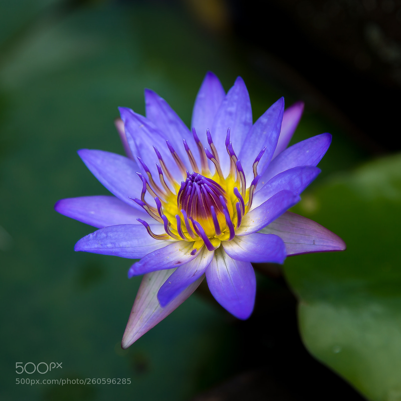 Canon EOS 6D sample photo. Water lily photography