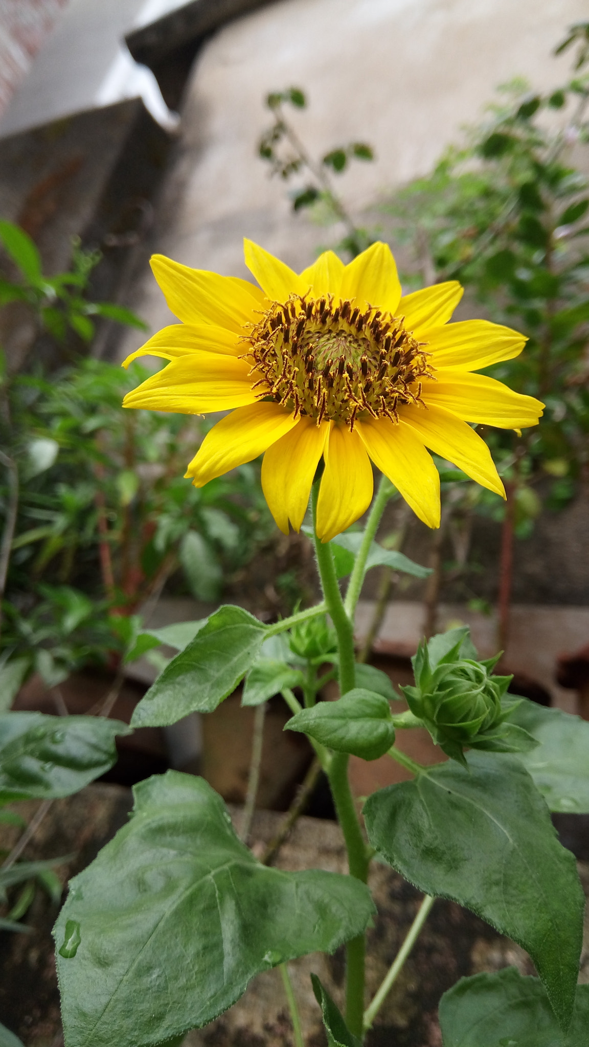 GIONEE A1 lite sample photo. Sunflower photography