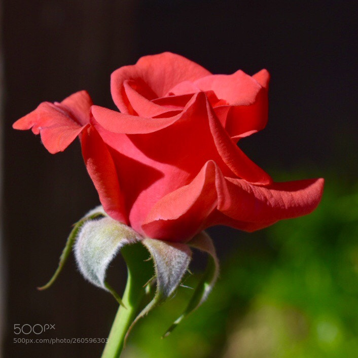Nikon D3400 sample photo. Fly away rose photography