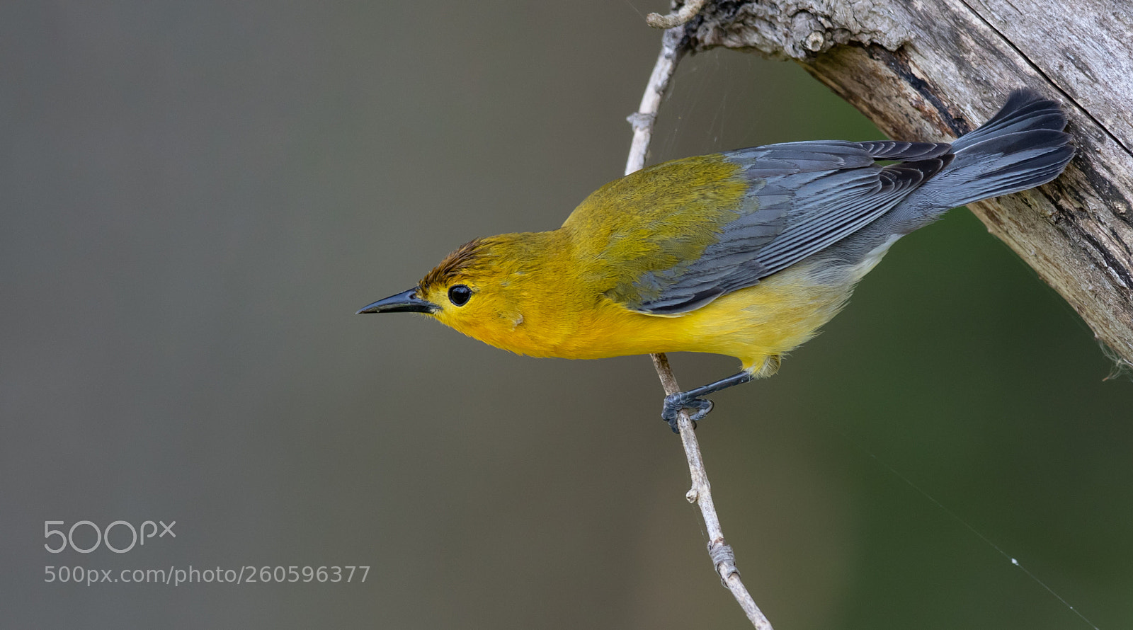 Canon EOS 7D Mark II sample photo. Prothonotary warbler photography