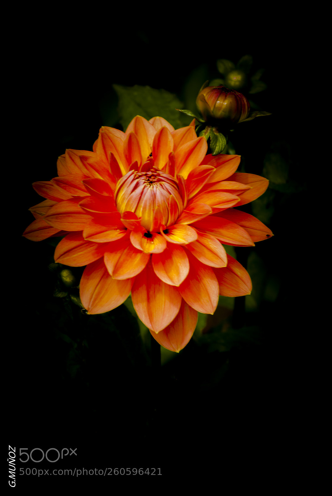 Nikon D3000 sample photo. Clavel anaranjado photography