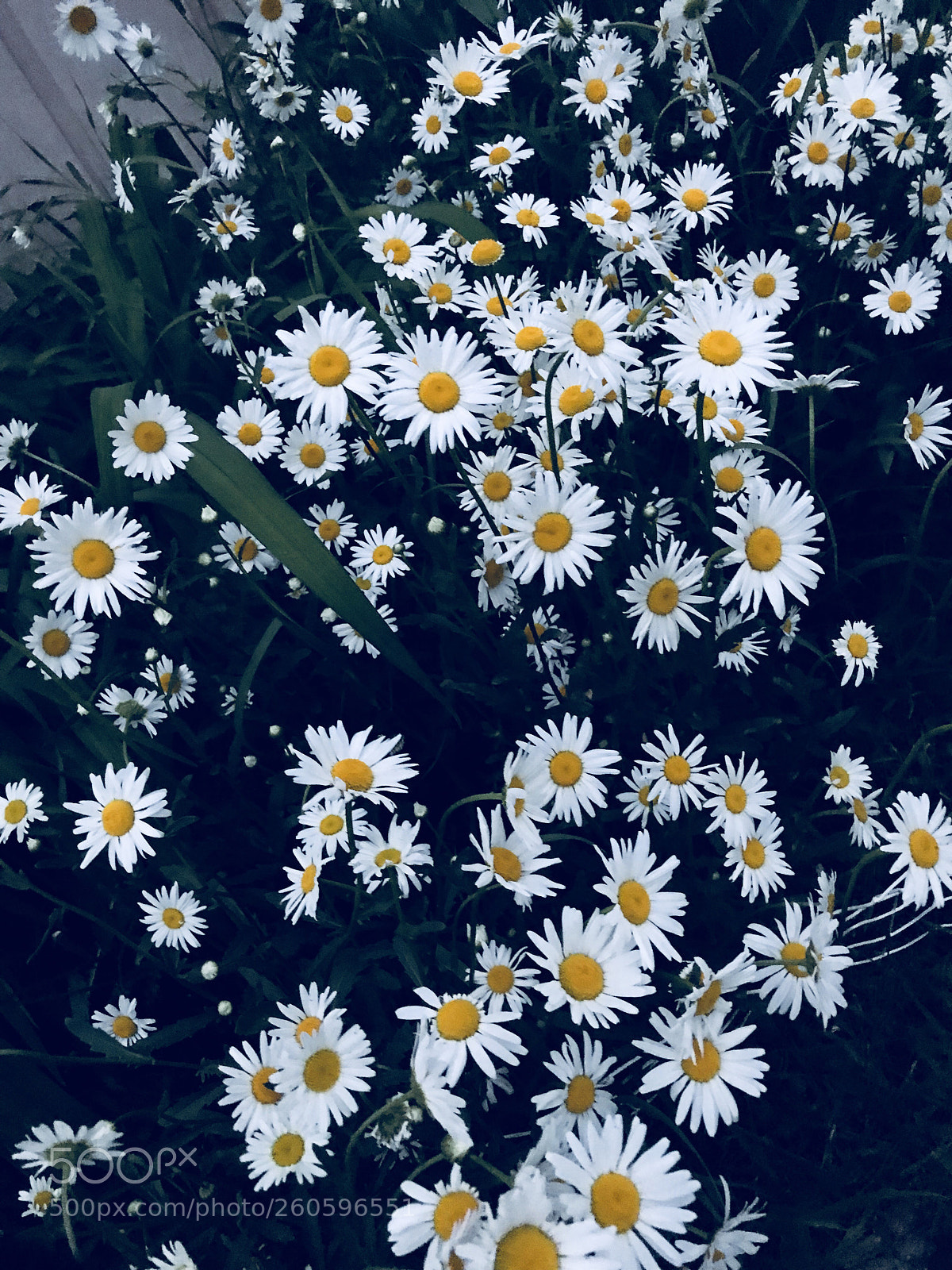 Apple iPhone 7 Plus sample photo. Chamomile at night photography