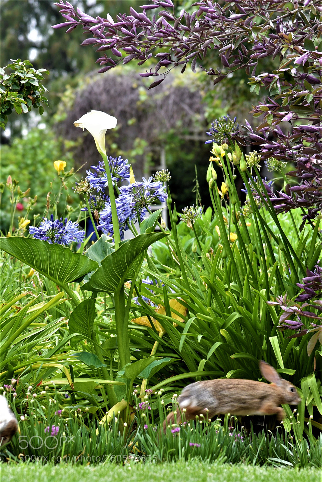 Nikon D750 sample photo. Rabbit in the garden photography