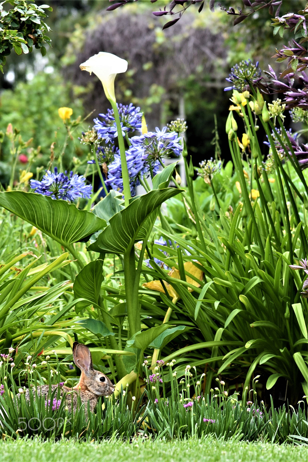 Nikon D750 sample photo. Rabbit in the garden #1 photography