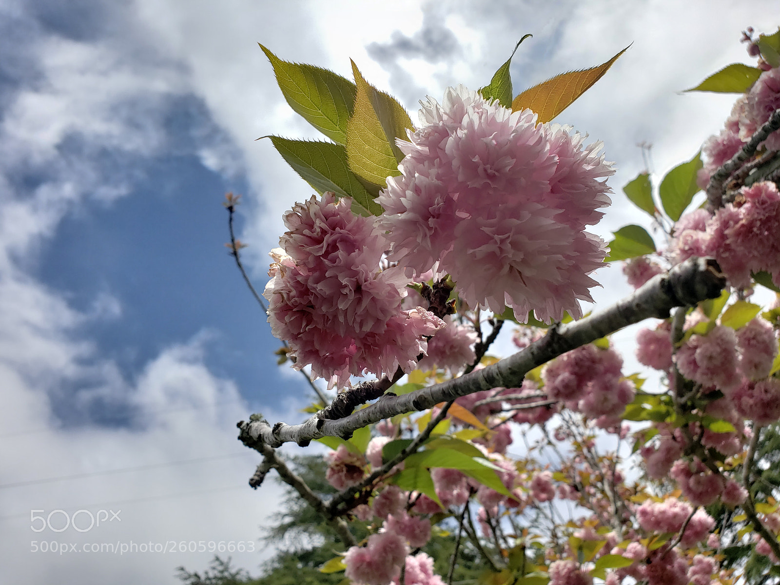 Samsung Galaxy S9+ sample photo. Untitled photography
