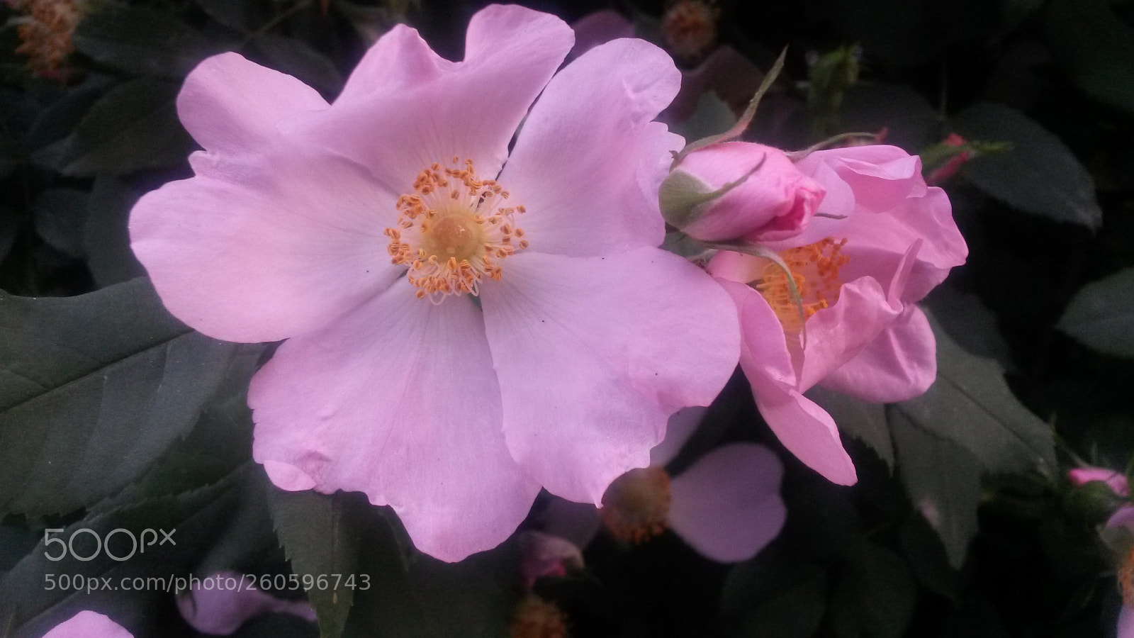 Samsung Galaxy S4 Mini sample photo. Untitled photography