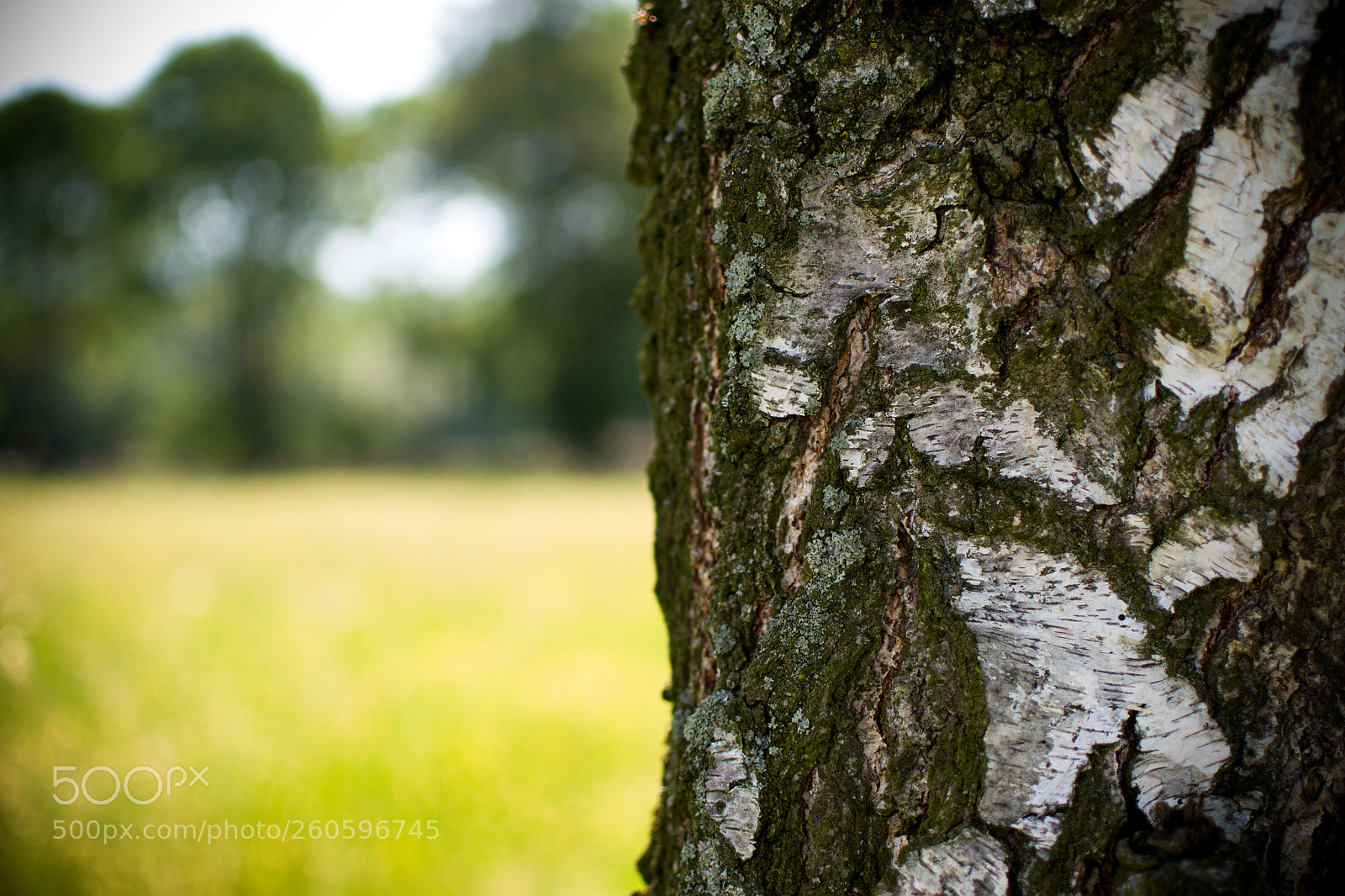 Nikon D3100 sample photo. Tree photography