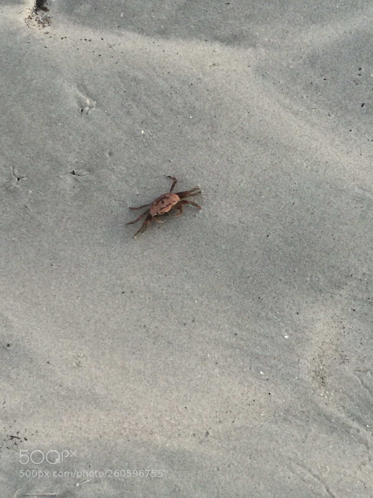Apple iPhone 6 Plus sample photo. Cuba island crab photography