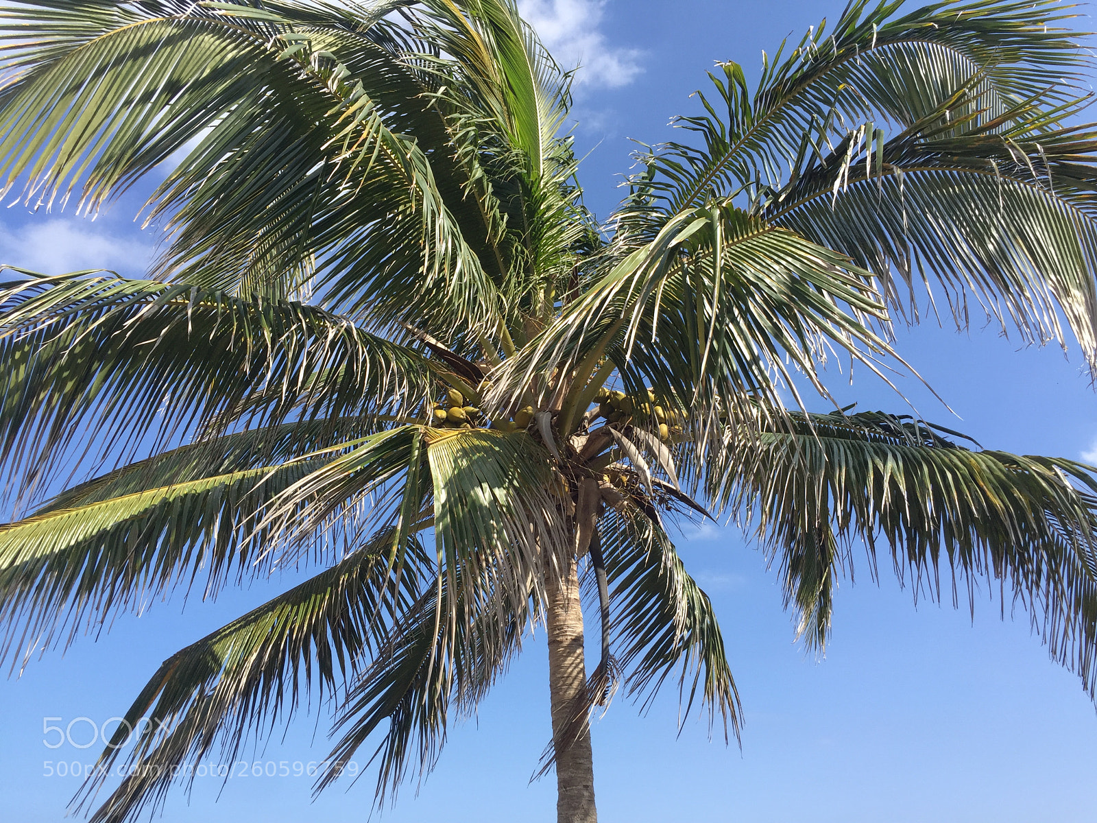 Apple iPhone 6 Plus sample photo. Cuba island coconut tree photography