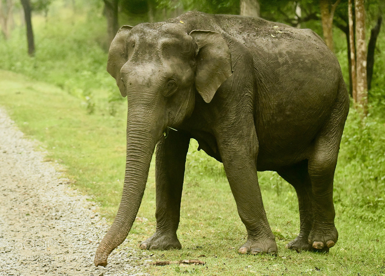 Nikon D850 sample photo. Gentle giant... photography