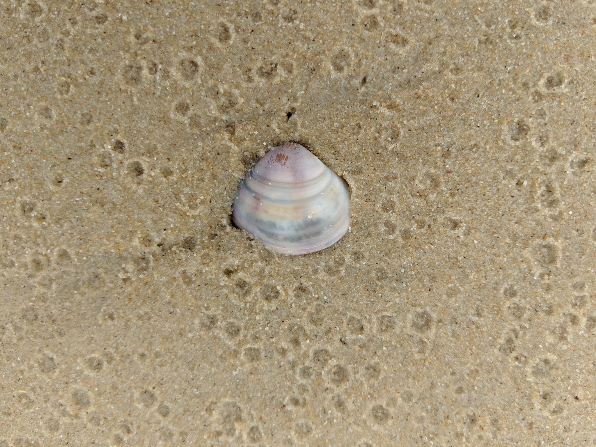 Google Pixel 2 XL sample photo. Sea shell by the sea shore photography