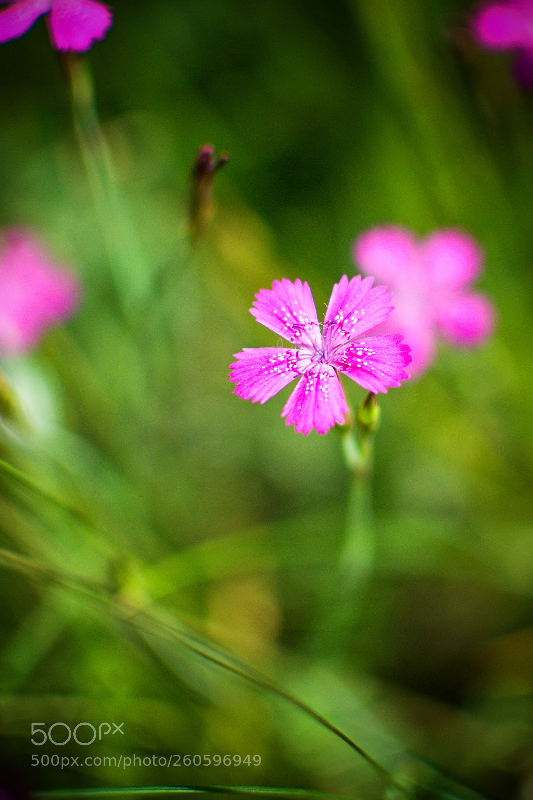 Nikon D3100 sample photo. Pink flower photography