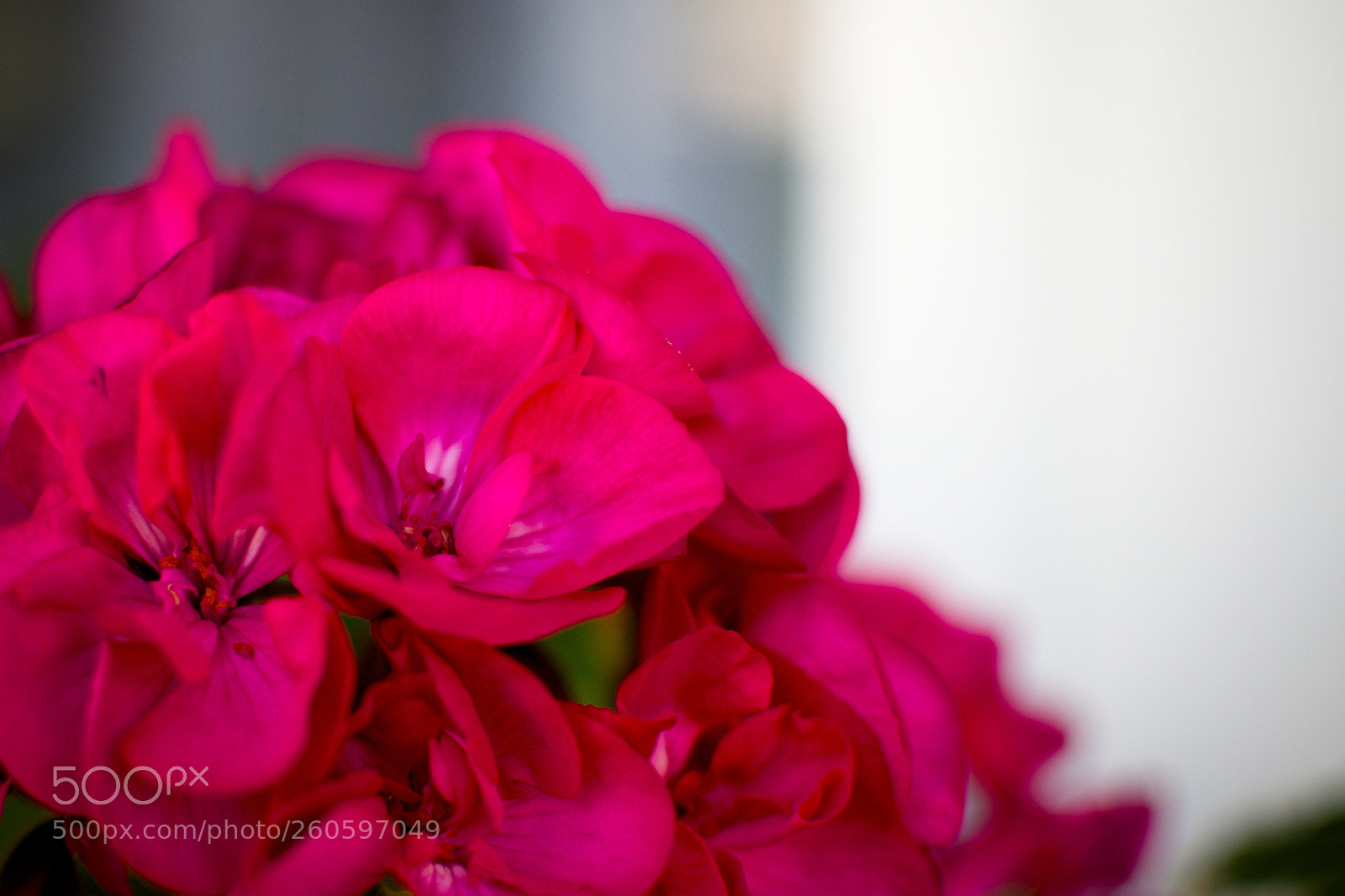 Nikon D3100 sample photo. Kvetina photography