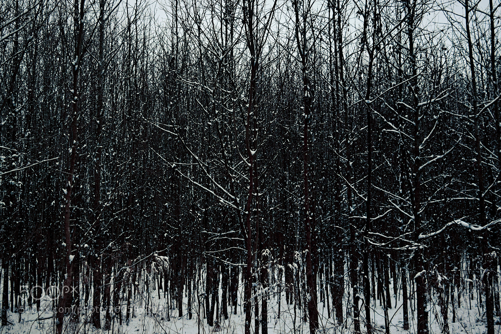 Nikon D3300 sample photo. Snowy trees photography